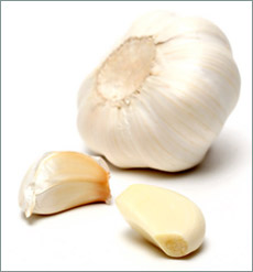 knoblauch